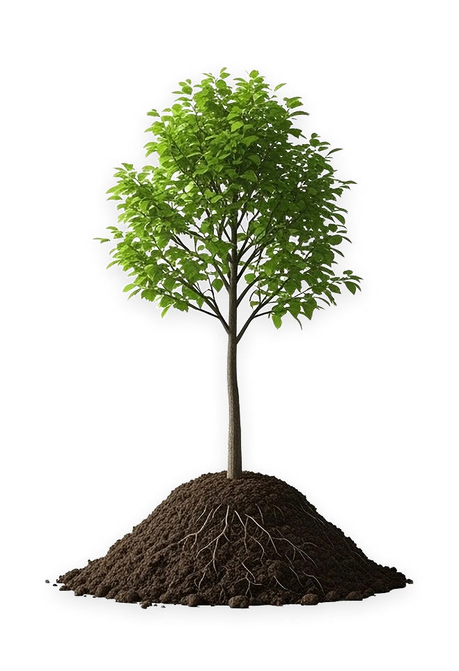 未来を育む木のイメージ画像